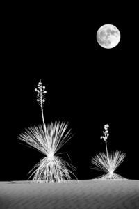 Moon & Yucca scaled